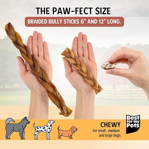 BEST FOR MY PETS BRAIDED BULLY STICKS FOR DOGS (6 INCH, 6 PACK) – PREMIUM LONG LASTING DOG CHEW TREATS TO KEEP PUPPIES AND DOGS HAPPILY BUSY – DOG DENTAL CHEWS – FULLY DIGESTIBLE RAWHIDE-FREE TREATS