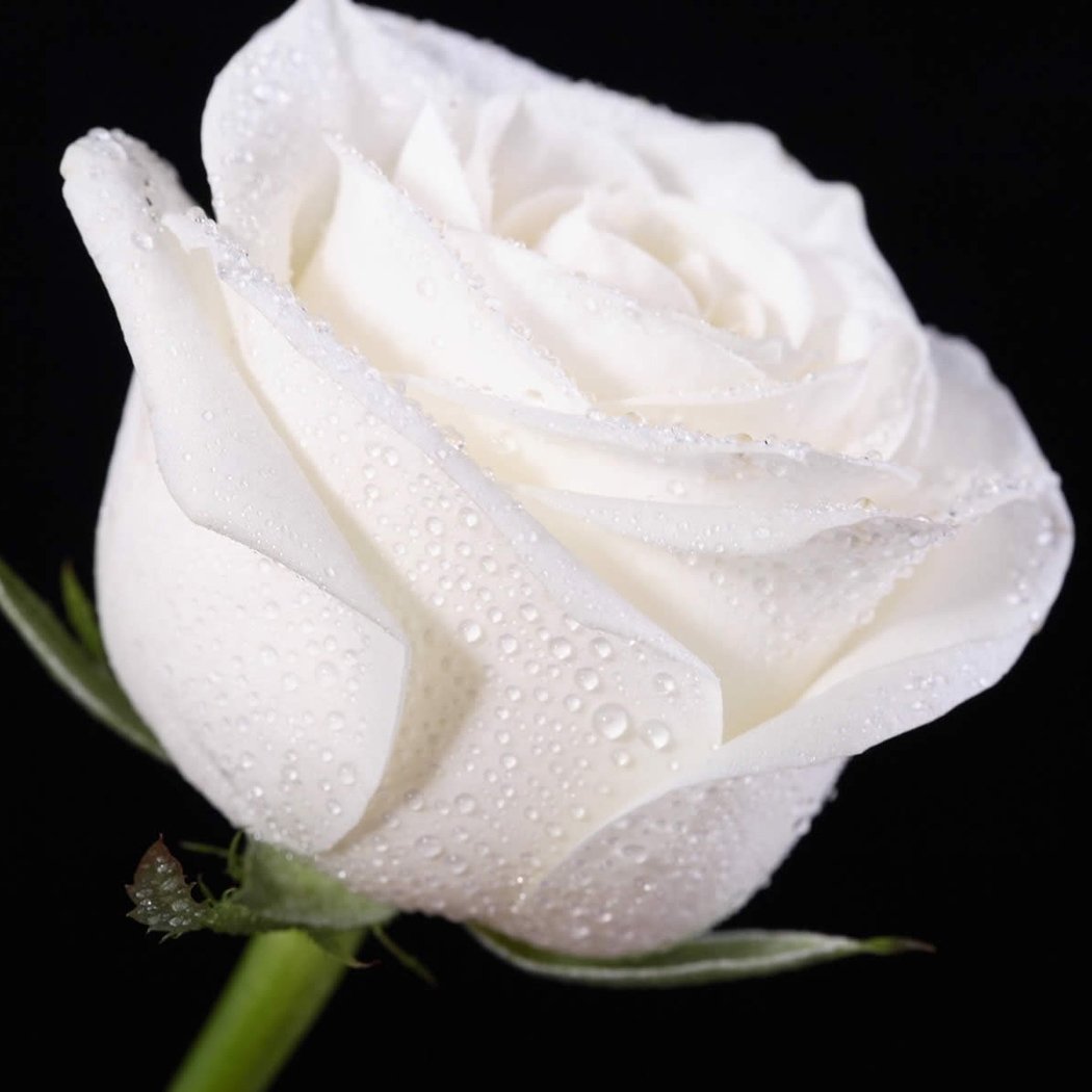 Edited Neue schöne entzückende Blume wohlriechende Blüte weiße Rosen Samen Bonsai Rose Rosensamen Dekorationen Bonsai, 20 Stück