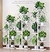 Flower Plant Stand Indoor 5 Tier Metal Plant Stand Flower Pots Stander Display Pots Holder (Black)thumb 2