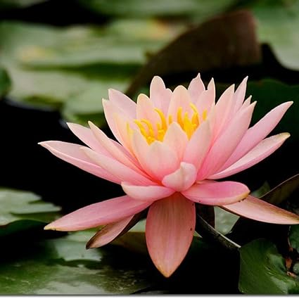 10pcs Water Lily Pre Grown Hardy Lilies Rhizomes Seeds - 