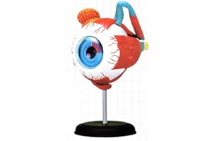 OUBO 4D Anatomical Human Eyes Structural Model Anatomy Medical Teaching School