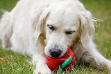 Petface Latex Tomato Soft Chew Dog Toy Large view 2