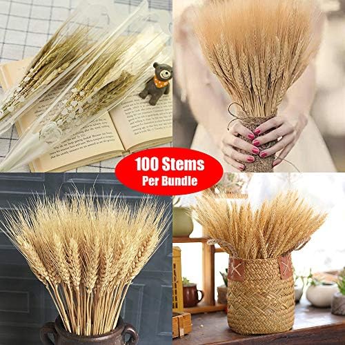 Golden Dried Wheat Sheaves 100 Stems Bundle Premium Autumn Arrangements Full Wholesale DIY Home Table Wedding Xmas Halloween Decoration