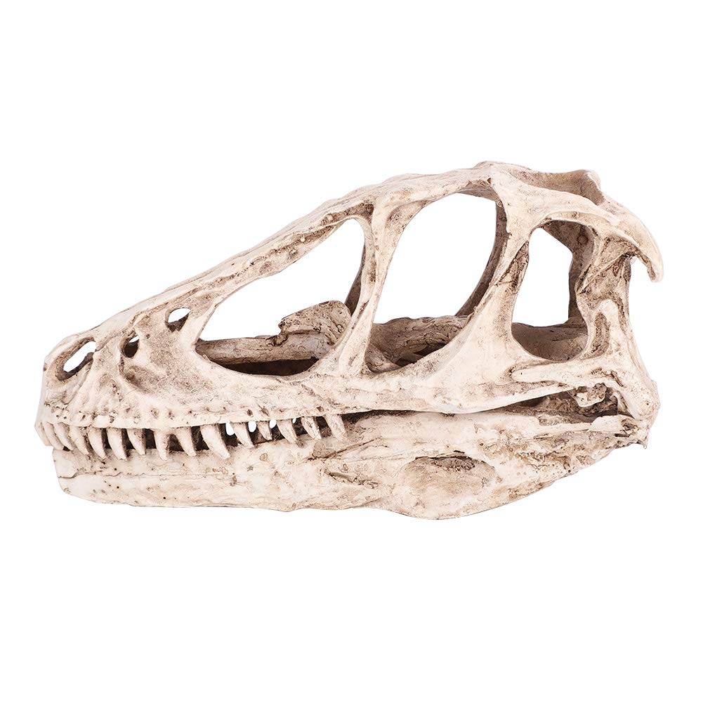 Uxsiya Resin Dinosaur Skull, Animal Skull Model Resin Dinosaur Skull Model with Lifelike and Vivid for Teaching Prop for Dinosaur Enthusiasts