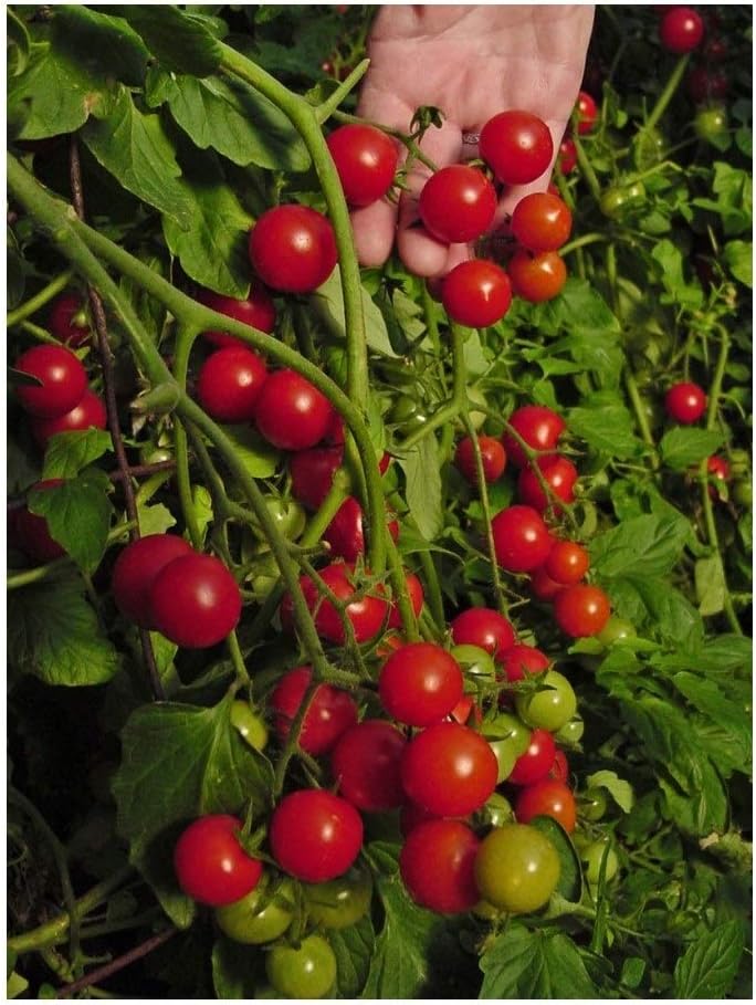 PREMIER SEEDS DIRECT Tomato - Dwarf Variety - Window Box RED - 1000 Finest Seeds - Bulk