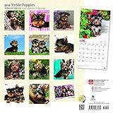 Image de Yorkshire Terrier Puppies 2018 12 x 12 Inch Monthly Square Wall Calendar, Animals Small Dog Breeds Terrier Puppies (Multilingual Edition)