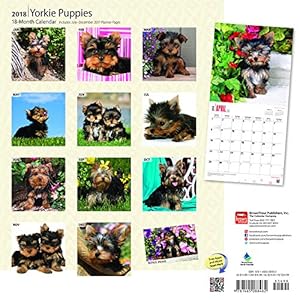 Yorkshire Terrier Puppies 2018 12 x 12 Inch Monthly Square Wall Calendar, Animals Small Dog Breeds Terrier Puppies (Multilingual Edition)