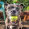Petface-Super-Tennis-Balls-For-Dogs-Throw-and-Fetch-Outdoor-Exercise-12-Pack Petface Super Tennis Balls For Dogs, Throw and Fetch, Outdoor Exercise, 12 Pack
