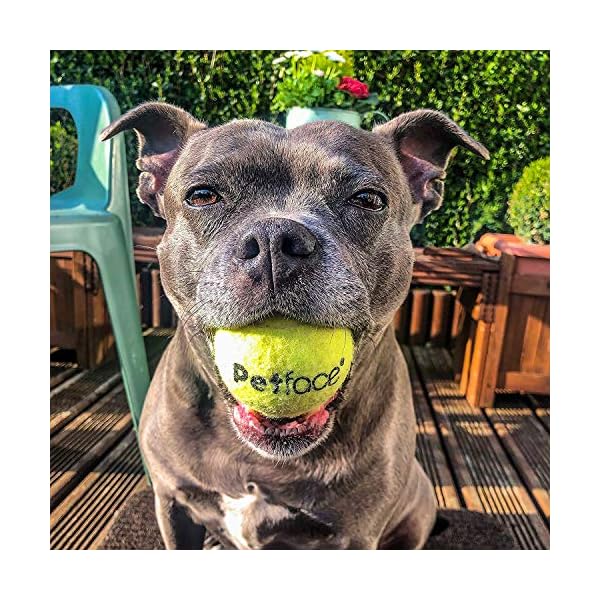 Petface-Super-Tennis-Balls-For-Dogs-Throw-and-Fetch-Outdoor-Exercise-12-Pack Petface Super Tennis Balls For Dogs, Throw and Fetch, Outdoor Exercise, 12 Pack