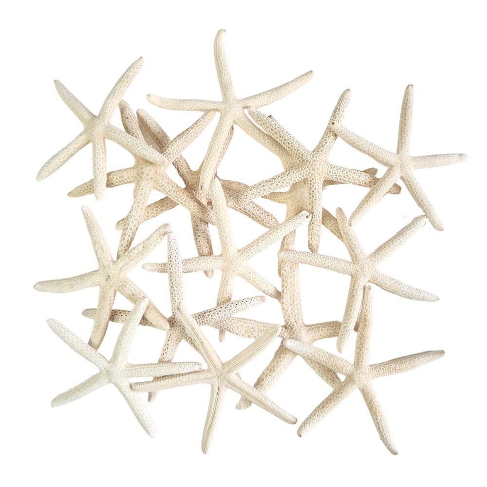 Avalon White Starfish ~ Small White Pointer Starfish 5-8cm ~ Sea Star Shell Beach Wedding Display Craft Decor ~ Pack of 6