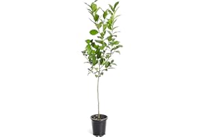 Brighter Blooms - Meyer Lemon Tree, 2-3ft. - No Shipping to AL, AZ, CA, FL, GA, LA, OR, and TX