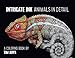 Intricate Ink: Animals in Detail: A Coloring Book by Tim Jeffs by 