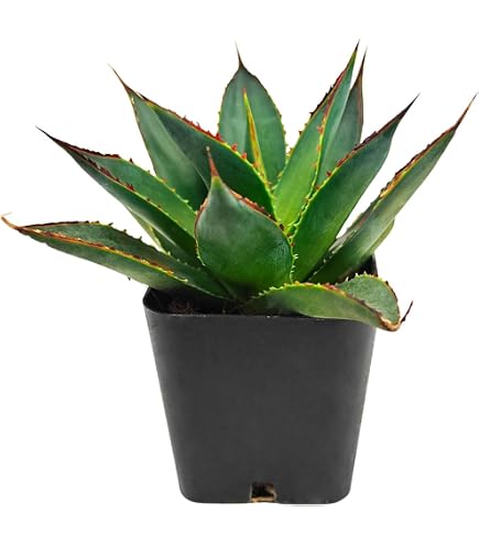 barbadensis miller aloe vera Aloe barbadensis Aloe Vera 'Miller'