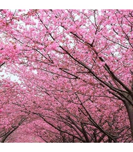 cherry blossom Yuki Cherry Blossom® - Deutzia x | Proven Winners