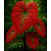 6 Scarlet Arrow Caladium Bulbs | Red &amp; Green Tropical Foliage Plants | Great for containers &amp; garden groupings | Create a colorful display of bold heart shaped tropical foliage | 6 Bulbs