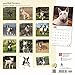 Bull Terriers 2018 Wall Calendar
