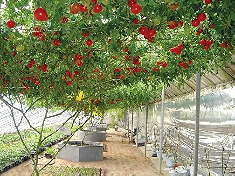 Amazon Co Jp オリジナルパッケージバニラ野菜の種 紫バジルの種子 成熟した開花60日 50粒子の種子 バッグ ホーム キッチン