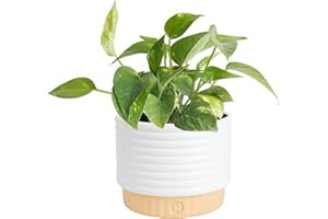 Costa Farms Golden Pothos Live Plant, Devil's Ivy in Decorative Pot, Easy to Maintain, Air Purifying Indoor Houseplant, Home, Room, or Office Decor, House Warming or Birthday Gift, 12-14 Inches Tall