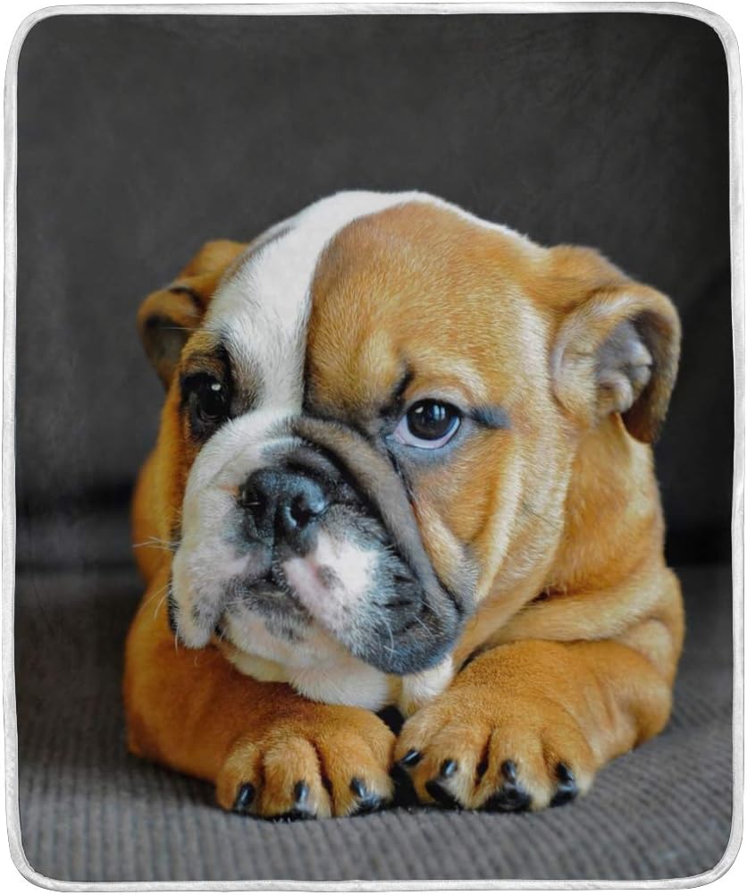 english bulldog size