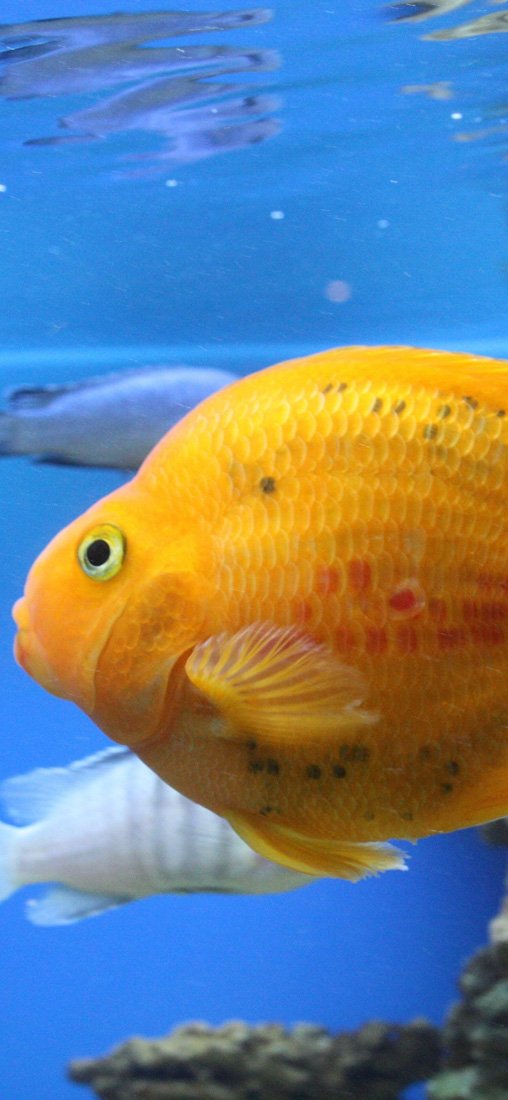 PeelitStickit Underwater, Undersea Wall Murals, ID-170, vinyl