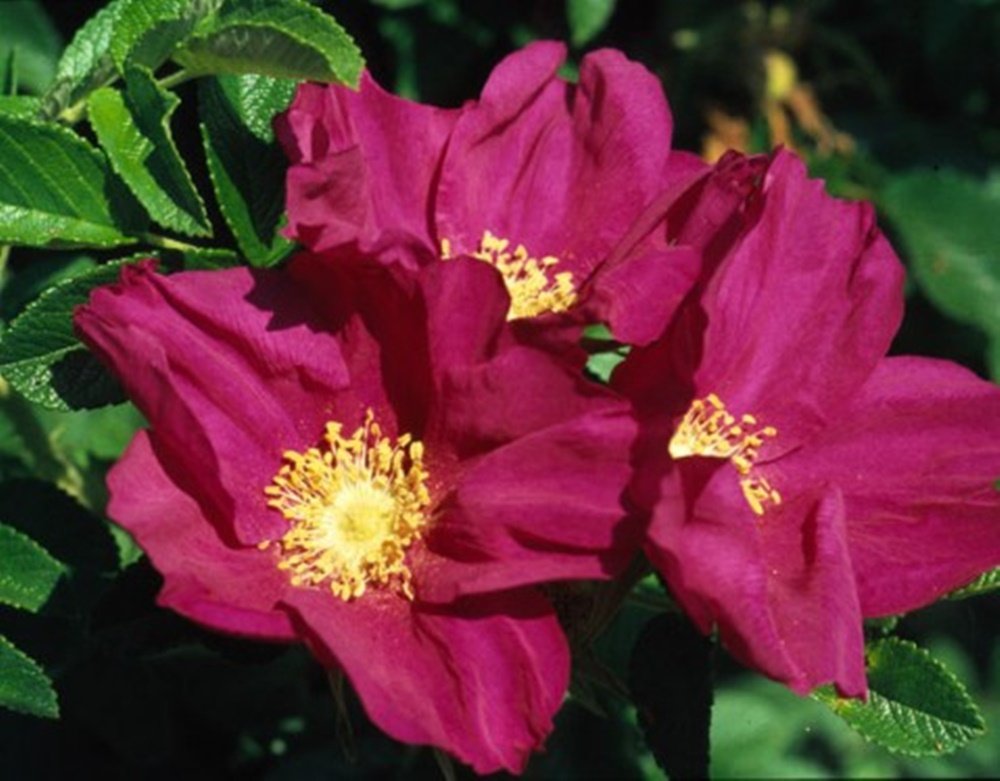 10 Red Hedging Rose Rosa Rugosa 'Rubra' 40-60 cm Tall Now Hedging Plants Tree Whip - Wildlife Friendly with Flowers All Summer