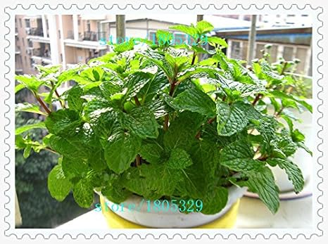 Amazon Co Jp Arieties 100pcs工場ミントグリーン野菜の種子バルコニー鉢植えペパーミントの種子芳香植物の種子 ホーム キッチン