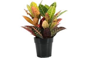 GENERIC Thorsen's Greenhouse Live Petra Croton Plant, Codiaeum Variegatum, Live Indoor Plant, 6" Diameter Pot