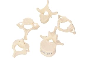 3B Scientific 5 Vertebrae + Free Anatomy Software - 3B Smart Anatomy, A75/1