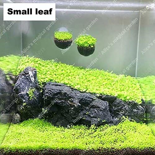 1000pcs Aquarium Aquatic Water Grass Plant Glossostigma Hemianthus Callitrichoides Seed Fish Tank Decoration Landscape Ornament Small leaf