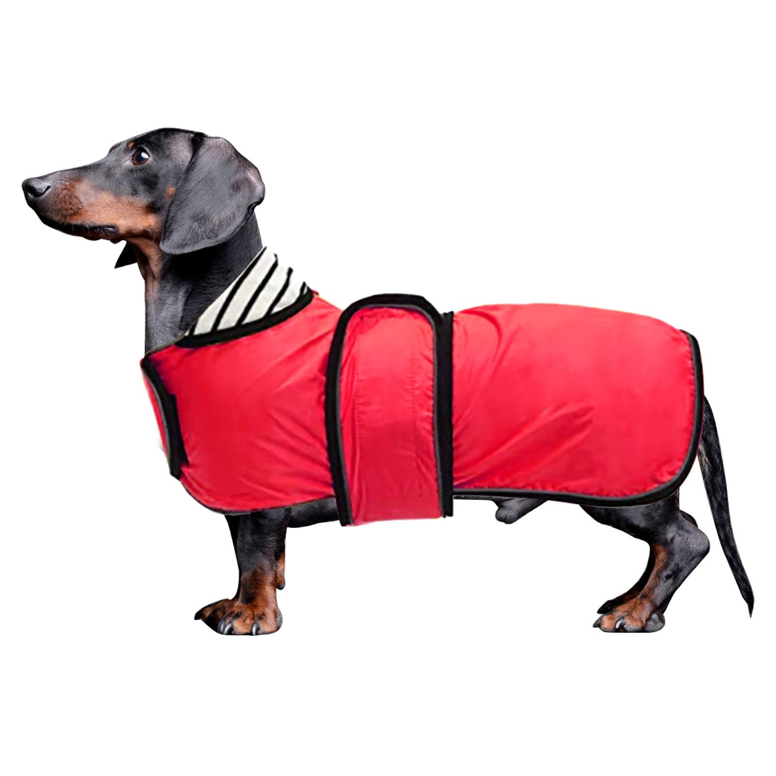 Dachshund coat miniature dachshund coats fit for dachshunds sausage dog rain coat with reflective stripe adjustable bands in autumn winter - Red - S
