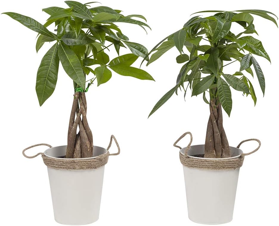 Indoor Plants from Botanicly โ 2 ร Lucky Chestnut in zinc Cachepot as a Set โ Height: 38 cm โ Pachira aquatica