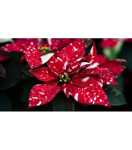 Amazon.com : Generic 100 Pcs Poinsettia Plant Seeds White : Patio, Lawn &  Garden