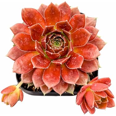 Amazon.com New Releases: The best-selling new & future releases in Cacti &  Succulent Plants