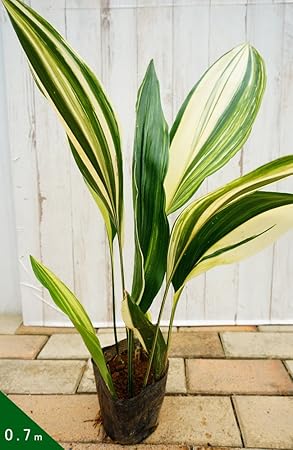 Amazon シマハラン ポット苗 常緑低木 耐寒性 日陰 花 Amazon シマハラン ポット苗 常緑低木 耐寒性 日陰 花