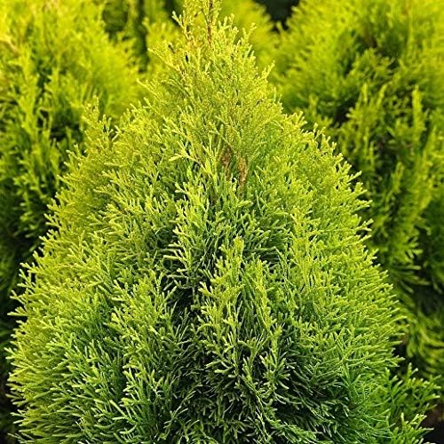 Thuja Occidentalis Golden Smaragd Tuia Vaso O18cm Amazon It Giardino E Giardinaggio