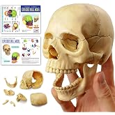 Anatomy Exploded Human Skull Model,Medical Model Dental Clinic | Human Medical Skull Model, Dental Clinic Teaching Equipment, Medical Teaching Learning