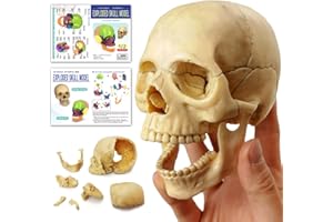 HADWYN Anatomy Exploded Skull Model,Human Medical Skull Model Dental ClinicTeaching Equipment,Medical Teaching Learning