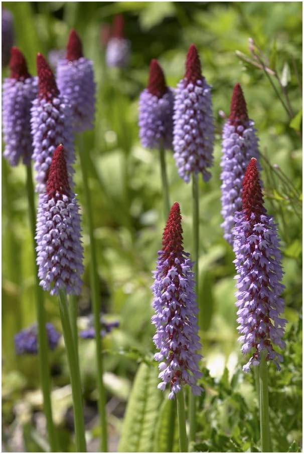 RP SeedsPrimula vialii - 20 Seeds
