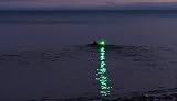 Fetch 50 Waterproof Clip-on Flashing Light Green LED Adventure Light view 6