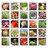 Adarl 500pc/Package Multi Succulent Plants Seeds Ornamental Plants Seeds Courtyard Garden With Flower Seeds Professional Pack