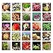Adarl 500pc/Package Multi Succulent Plants Seeds Ornamental Plants Seeds Courtyard Garden With Flower Seeds Professional Pack
