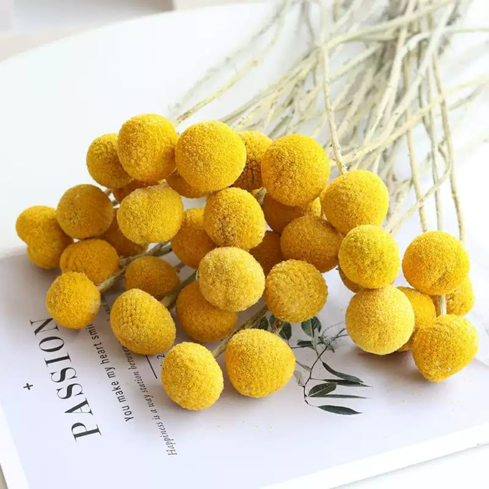 Photo 1 of 20 Stems Natural Craspedia Dried Flowers Yellow Billy Buttons Balls Bouquet Bundles Natural Dried Flowers for Home Crafts, Party, Wedding, Store DIY Decor