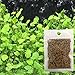 Homedeco Aquarium Glossostigma Hemianthus Callitrichoides Seeds Water Grass Easy Aquatic Live Plant Fish Tank Decoration Landscape Ornament (1 PC, Lucky Grass)