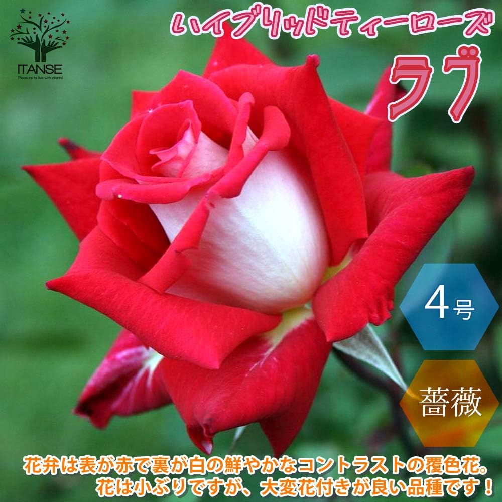 Amazon Co Jp ラブ ハイブリッドティー Ht ローズ 4号ポット新苗 品種で選べる薔薇苗 1個売り 学名 Rosa バラ科バラ属 耐寒性落葉低木 花木 特徴 ハイブリッドティーまたはグランディフローラ 大輪 剣弁高芯咲き 10cm 四季咲き 直立性 アメリカの有名な