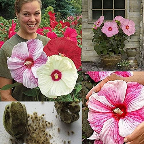 100 Giant Hibiscus Flower Seeds Hardy,Mix Color, DIY Home Garden Potted Or Yard Flower Plant,Free Shipping