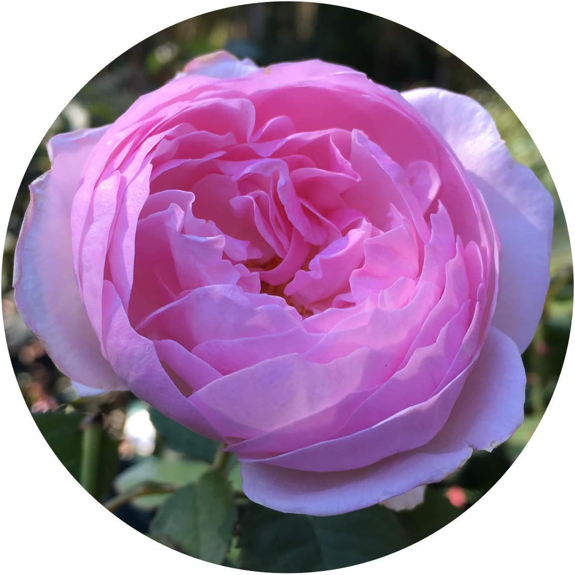 David Austin English Roses Olivia Rose Austin – New for 2016