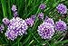 Chives - Hardy Perennial - Easy to Grow! - 3