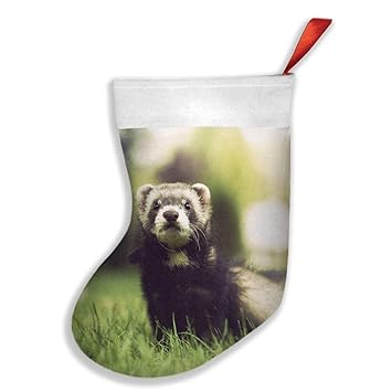 Amazoncom Lovely Cute Baby Ferrets Weasel In Summer Garden Novelty Amazoncom Lovely Cute Baby Ferrets Weasel In Summer Garden Novelty