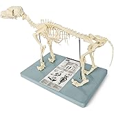 Medical Anatomical Canine (Dog) Skeleton Model, Small Size