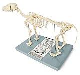 Medical Anatomical Canine (Dog) Skeleton